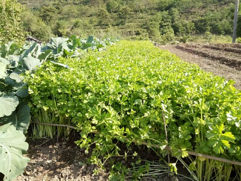 公公的一亩三分田